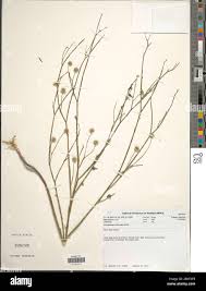 Image result for Calostephane