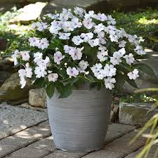 Image result for Impatiens irvingii