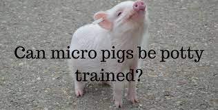 Micro Pig Care Advice: How To Look After A Pet Pig? - Exoticdirect