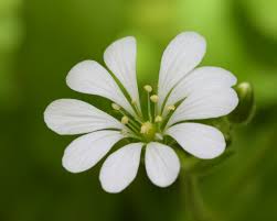 Image result for Stellaria sennii