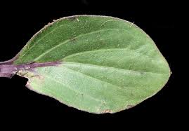 Image result for Haplocarpha scaposa