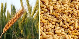 And, is supposed as the best staple foods. Wheat Cultivation Income Profit Yield Proejct Report Agri Farming