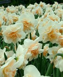 Narcissus Delnashaugh Flower Farm Bulb Flowers Narcissus Flower
