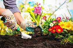 In this page you can discover 73 synonyms, antonyms, idiomatic expressions, and related words for. Gardening Synonyms Collins English Thesaurus