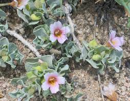 Image result for Eriocaulon abyssinicum