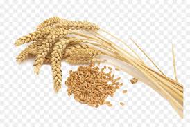 pix Wheat Png Transparent