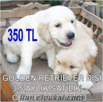 Golden Retriever Yavru Satylyk