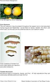Local san diego county branch. Pest And Disease Management Pdf Free Download