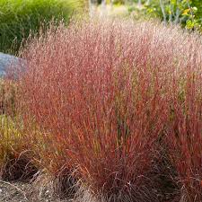 Image result for Schizachyrium jeffreysii