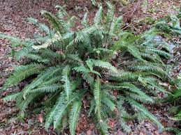 Image result for Blechnum punctulatum