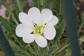 Check spelling or type a new query. 5 Native Plants For Easy Gardening In Phoenix Az Wikilawn