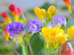 Freesia Planting Growing In Pots And Care