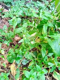 Image result for Stellaria mannii