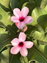Image result for Adenium boehmianum