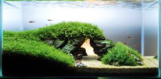 The contrasting balance between light and dark depends on how you are going to arrange the other plants. How To Re Create A Famous Landmark In Your Aquarium Practical Fishkeeping