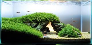 How to set up a beautiful nature aquarium aquascape a guide to aquascaping the planted aquar. How To Re Create A Famous Landmark In Your Aquarium Practical Fishkeeping