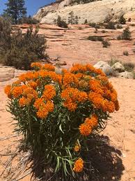 Image result for Asclepias foliosa