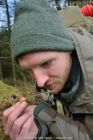 Stock photo of David Bavin inspecting and sniffing scat of a Pine marten  (Martes martes)…. Available for sale