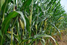 Analyze ipm management scenarios and interpret the agroecosystem benefits of ipm. Integrated Pest Management Concepts And Strategies Land Grant Press