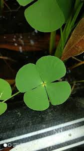 Image result for Marsilea villifolia