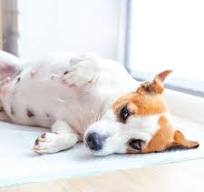 Pet Friendly & No Toxic - Bio-based Pet Pads and Adhesive ...