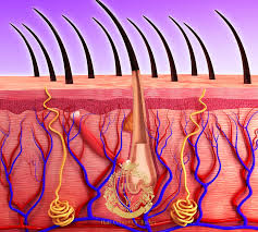 Image result for folliculitis symptoms