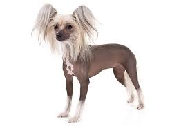 Puppyfinder.com is your source for finding an ideal chinese crested puppy for sale in usa. Chinese Crested Dog Breed Information