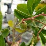 Image result for Cyphostemma lanigerum