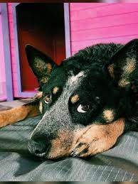 This is my favorite photo to date of the little guy.just daydreaming sheprador dog for adoption in san diego, ca. Asheville Hotel Animal Rescue Team Up To Relaunch Foster Dog Program Wlos