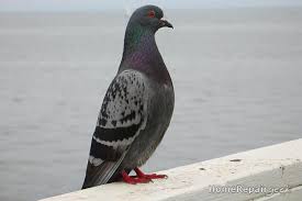 how to get rid of pigeons 10 best