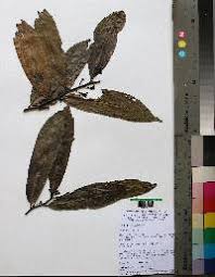 Image result for Pavetta bagshawei