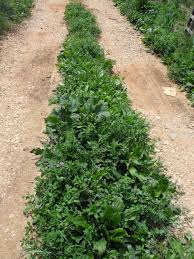 Check spelling or type a new query. Top 10 Super Available Edible Wild Plants In Western Nc Ogs