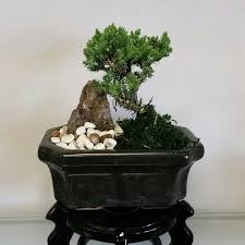We did not find results for: Jc Flowers Bonsai Home Facebook