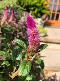 Celosia Bloom Trees To Plant Plant Nursery Bloom