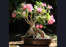 Image result for Adenium