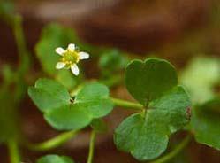 Image result for Ranunculus oreophytus
