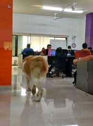 Dog Friendly Office Sokrati Office Photo Glassdoor