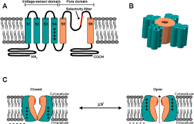 General architecture of a voltage-gated ion channel. (A) Each ...