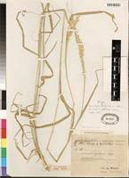 Image result for Ischaemum afrum