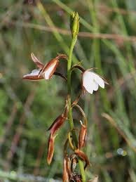 Image result for Eulophia ovalis