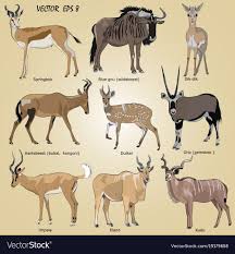 A Set Of Realistic African Antelope Vector Image On Vectorstock African Antelope Animal Illustration Art Animal Kindom