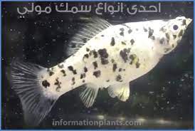 المولي poecilia سمك زينة انواع الاسماك انواع الاسماك مع الصور معلوماتية نبات حيوان اسماك فوائد pets fish pet animals