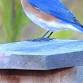 Bluebird Nestbox Monitoring