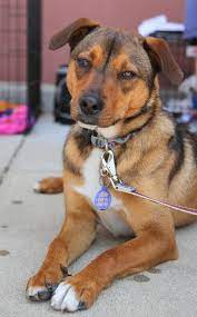 Adopt Felix On Petfinder Adoptable Beagle Adoption Animals