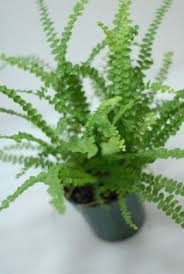 Live Ferns For Terrariums Vivariums Neherp Your One Stop Vivarium Shop Miniature Garden Plants Plants Miniature Garden