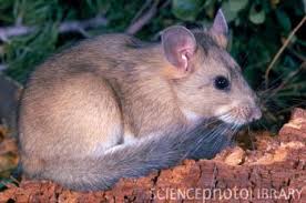 Pin By Mara Nokomis On Zirat Banit Cute Rats Animals Images Animals