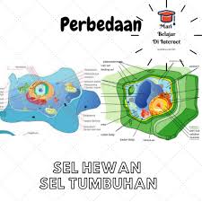 Check spelling or type a new query. Perbedaan Sel Hewan Dan Sel Tumbuhan Tabel Perbedaannya Lengkap