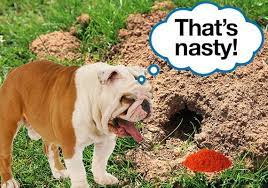 How to prevent dogs from digging. 26 Tricks To Stop Your Dog From Digging Up Your Yard