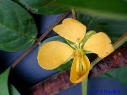 Image result for Senna occidentalis