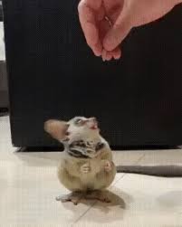 Tiere und haustiere tiere hund süße tiere hunde urkomische tiere witzige tiere haustier humor niedliche tierbabys baby katzen. Give Me A Piece Animated Gif Cute Animals Cute Funny Animals Funny Animal Videos